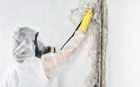 Best Biohazard Mold Removal  in Tahoe Vista, CA